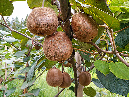 爱游戏手机版基地展示六